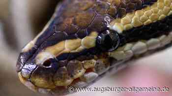 Königspython im Wald zwischen Westernach und Ohnsang ausgesetzt
