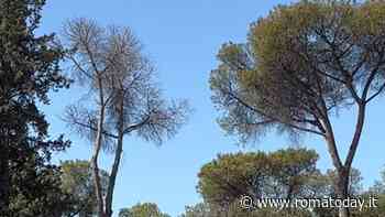 I pini e la cocciniglia. Non solo abbattimenti:  in corso il secondo ciclo di endoterapia