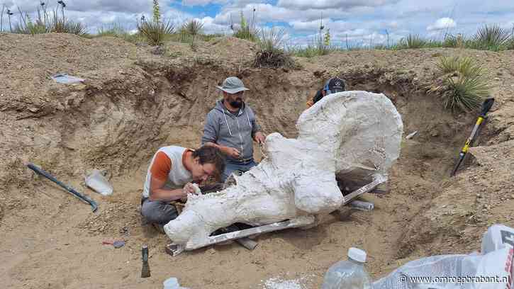 Enorme schedel van 'prehistorische neushoorn' gevonden door bloedneus