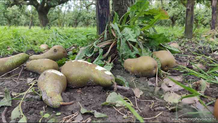 Dronten - Fruitoogst in Dronten verwoest door noodweer: 'Alle peren zijn verhageld'