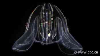 This sea creature turns into a baby when it's stressed out — but is it reverse aging?