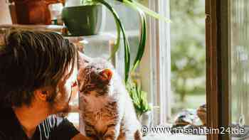 Für meinen Freund kommen seine Katzen an erster Stelle, sollte ich mich deshalb trennen?  