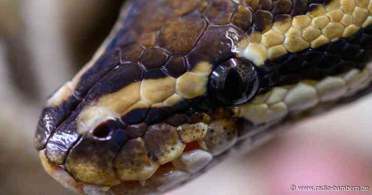 Königspython in schwäbischem Wald eingefangen