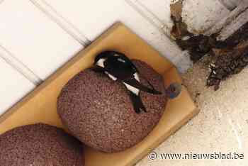 Huiszwaluwen breken records: “Kolonie in Boomse centrumstraten is gegroeid”