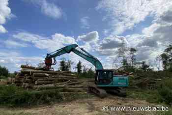 En toen was het Congobos verdwenen, stadsbestuur ondanks kapvergunning niet op de hoogte: “Betreuren gang van zaken”
