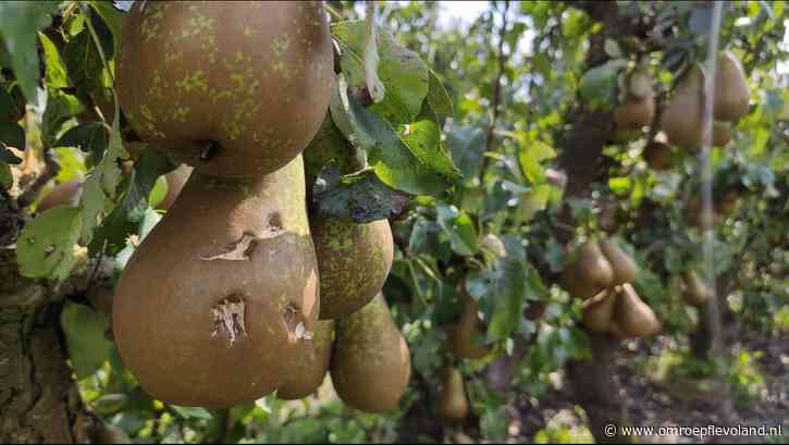 Dronten - Noodweer afgelopen weekend heeft grote gevolgen voor fruittelers: 'Alles is verloren'