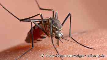 Massachusetts will radikal gegen Mückenplage vorgehen