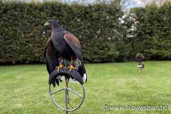 Woestijnbuizerd van Mathieu ontsnapt: “De kans is groot dat ze hier nog in de buurt zit”
