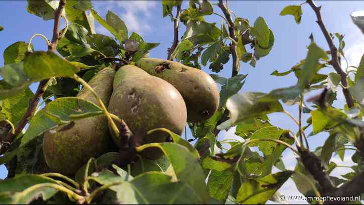Flevoland - Nieuwsoverzicht 26/08 | Fruitoogst in Dronten verwoest • Verdronken kasteel in beeld gebracht