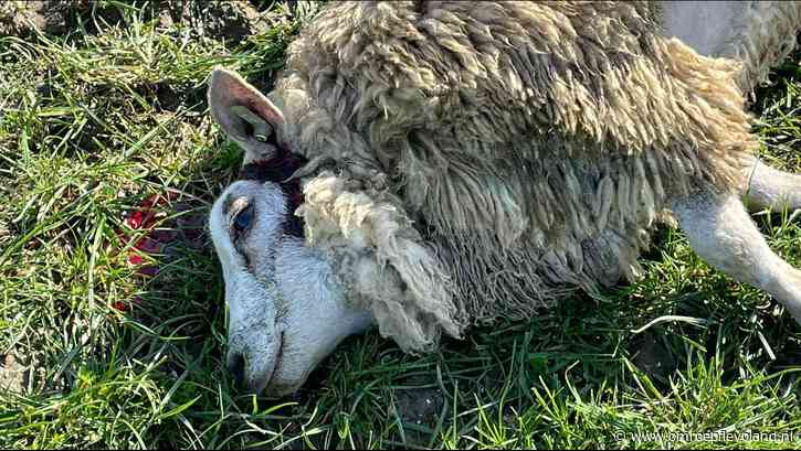 Luttelgeest - Dode schapen in Luttelgeest: mogelijk aanval van wolf