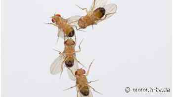 Mehr Schadstoff, weniger Paarung: Ozon hat Einfluss auf Insekten-Sex