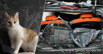 Poes Lau, die na ongeval op A15 uit autowrak vluchtte, in goede gezondheid gevonden