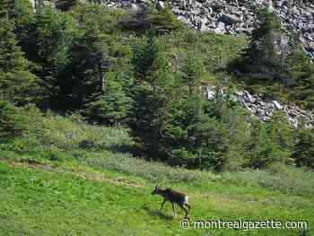 Decree to protect caribou would devastate economy, Côte-Nord mayor says