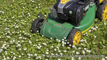 Unkraut, Hecke und Rasen: Müssen Mieter Gartenarbeit erledigen?