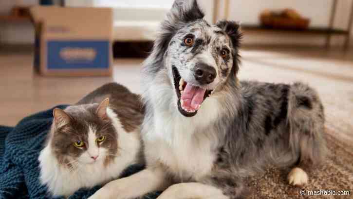 Celebrate man's best friend on International Dog Day with these stellar deals