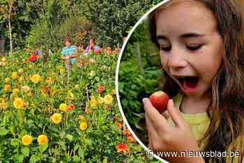 In deze nieuwe pluktuin betaal je één euro per bloemstengel: “Je kan ter plekke een mooi boeket samenstellen”