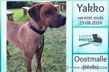 Lost Dogzzz roept op om uit te kijken naar rhodesian ridgeback Yakko
