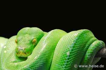 IEEE Spectrum: Python verteidigt Platz 1, TypeScript gewinnt an Bedeutung