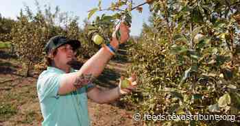 Squeezed by inflation and politics, a Texas food bank gets creative to keep people fed
