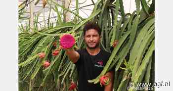 Biologische dragonfruit uit Sicilië