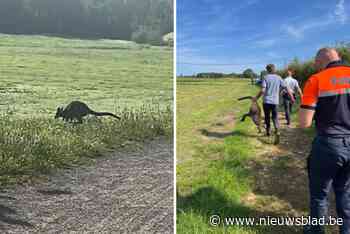 Voorbijgangers spotten kleine kangoeroe, politie kan dier vangen in tuin