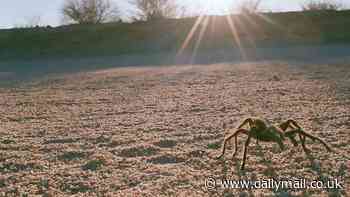 Thousands of tarantulas on the move in three US states amid massive search for a mate