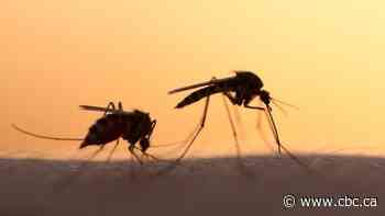 Calgary is moving past peak mosquito activity, but a new species is still buzzing around