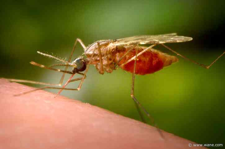 EEE, West Nile, malaria: Know the difference between these mosquito-borne diseases