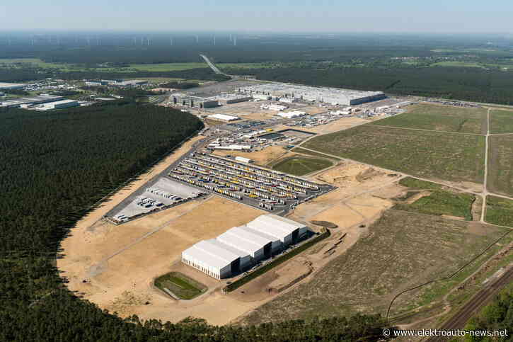 Für welchen „Wald“ kämpfen Grünheides Tesla-Gegner überhaupt?