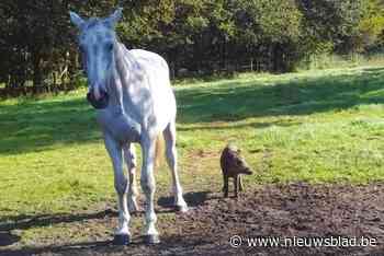Fotograaf legt opmerkelijke vriendschap vast tussen everzwijn en twee paarden: “Duidelijk dat ze samenleven”