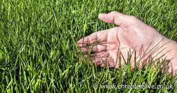 Expert says kitchen scraps like banana skins and coffee grounds are 'essential' for thicker lawns