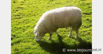 Eerste blauwtongbesmetting in Verenigd Koninkrijk vastgesteld