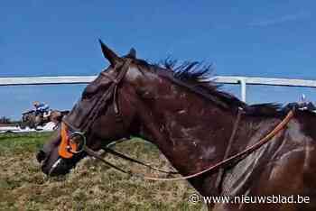 Losgeslagen paard laat publiek Waregem Koerse even schrikken