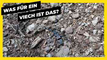 Rätselhaftes Insekt am Kranzhorn entdeckt: Wer kann es identifizieren?