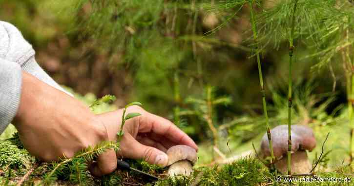 Vorsicht beim Pilze sammeln – Tipps vom Experten