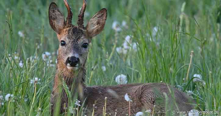 Polizei fängt Reh in eingezäuntem Garten ein