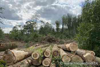 Adviesgroep geeft tekst en uitleg bij kappen Congobos: “Niet zo zwartwit”