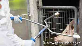 Umgang mit Maul- und Klauenseuche im Kanton Aargau geübt