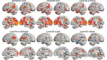 Incredible maps reveal exactly where in the brain different types of LOVE are felt - from romantic relationships to affection for your dog