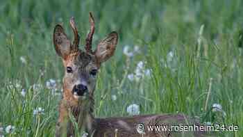 Reh sitzt im Garten: Bock in Gars am Inn bei den Hörnern gepackt und gerettet
