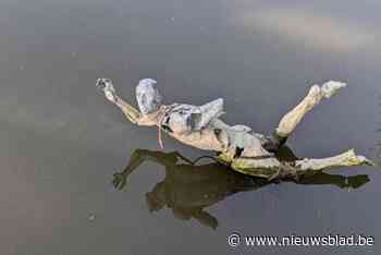 Beeld krijgt plots strop rond de nek: “Er zijn  ook twee onderarmen verdwenen”