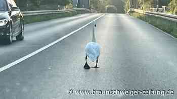 Denstorf kommt auf den Schwan – der NABU Peine macht sich Sorgen