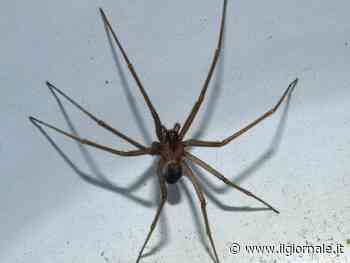 Ragno violino, è psicosi da morso: a Napoli anche 20 chiamate al giorno