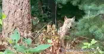 Dit zijn de eerste videobeelden van de beruchte wolf op de Heuvelrug; het dier heeft nu ook een naam