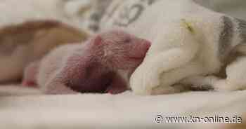 Zoo Berlin: Neugeborene Panda-Babys nehmen an Gewicht zu