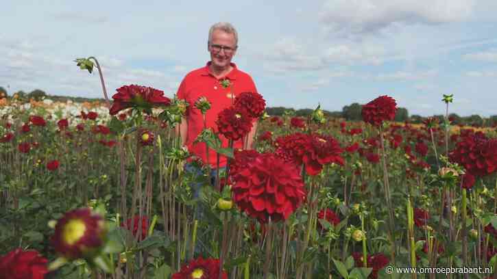 Koningin Máxima komt dahlia's tikken op corsowagens: 'Geeft trots gevoel'