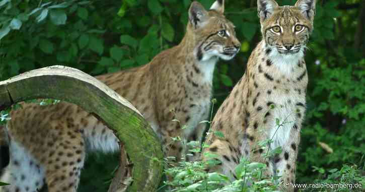 Neue Heimat für den Nürnberger Luchs Kilian