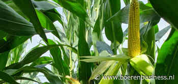 Zorgen over snijmaïs raken op de achtergrond