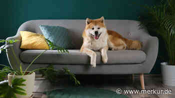 Faulheit auf vier Pfoten: Die zehn bequemsten Hunderassen