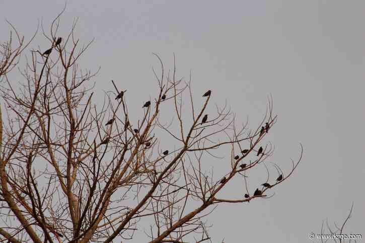 Eastern New Mexico's Ruidoso Branch hosting free wildlife lecture
